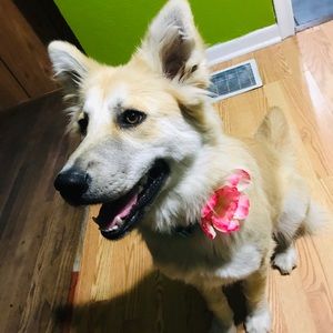 Beautiful pet collars for your furry babies